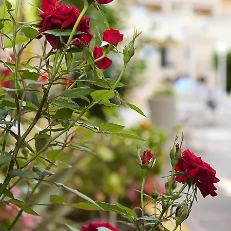 Hotel Cupidor
