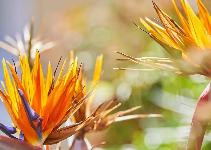 Cupidor Ξενοδοχείο