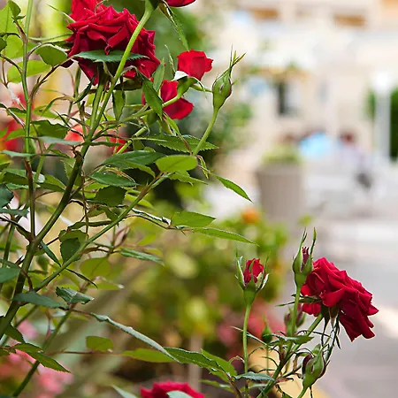 Hotel Cupidor